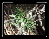 1.Mai-Ausflug 017 * 2848 x 2136 * (2.96MB)